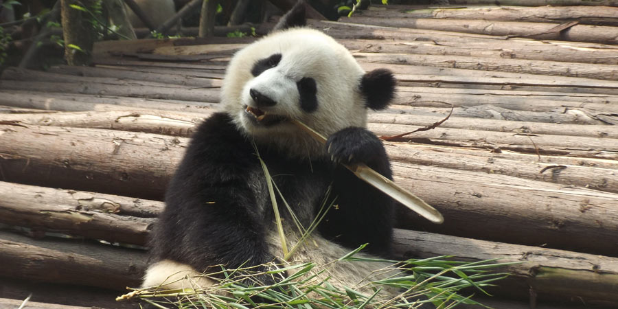 Panda in Chengdu