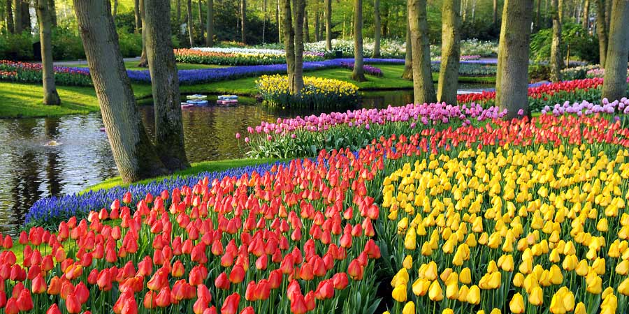 The Keukenhof Gardens