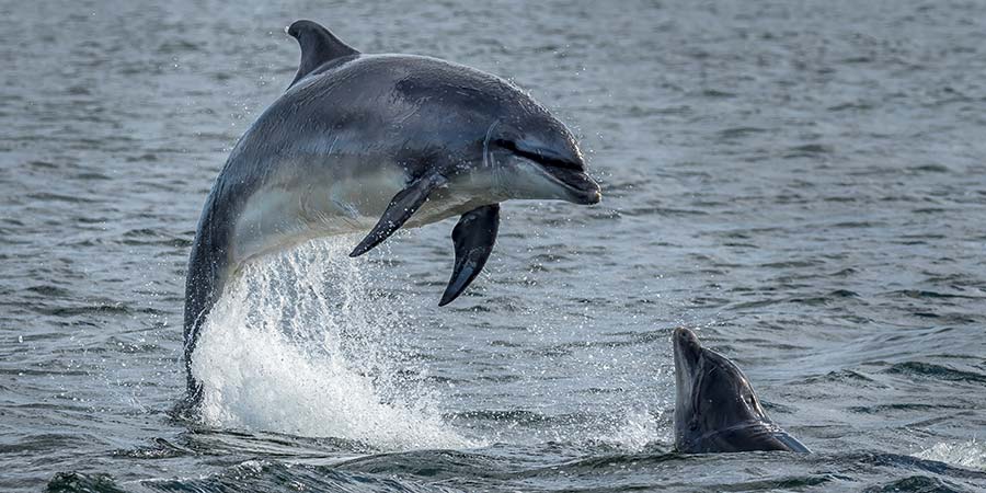 Moray Firth