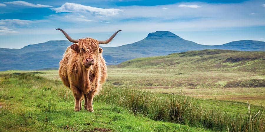 Touring a Highland Cow farm
