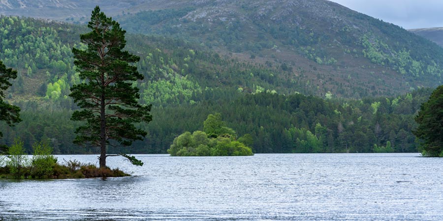 Rothiemurchus Estate