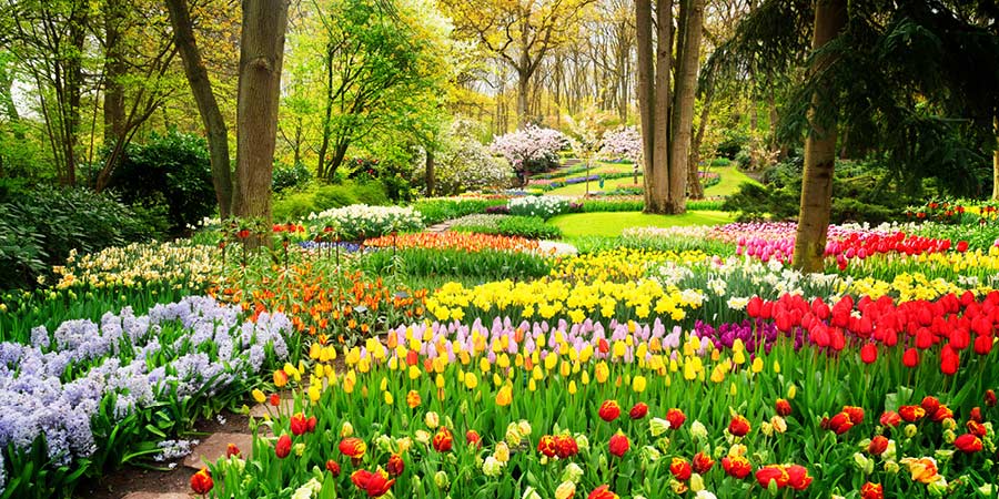 Experiencing Keukenhof Gardens’ spectacular floral displays