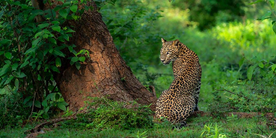 Seeking out leopards in Yala National Park